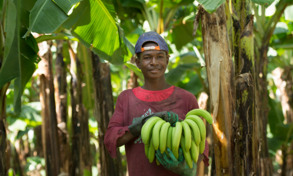 Banana harvester holding bananas