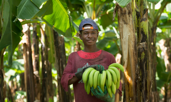 Cueilleur de bananes tenant des bananes