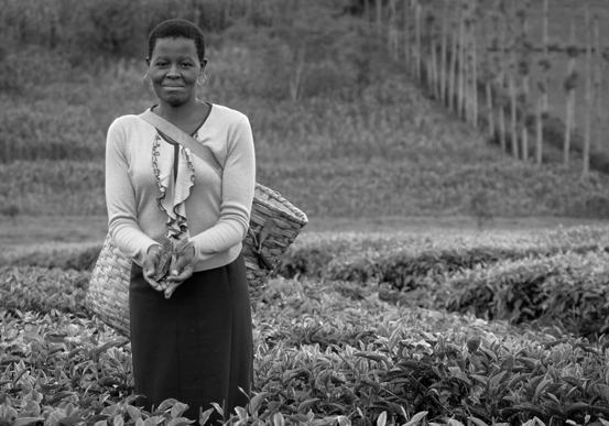 Mulher num campo a recolher folhas de chá
